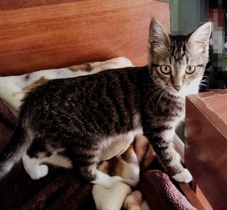 Отдам котёнка в добрые руки