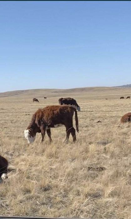 Ipi қара малдар 7 бас сатылады.