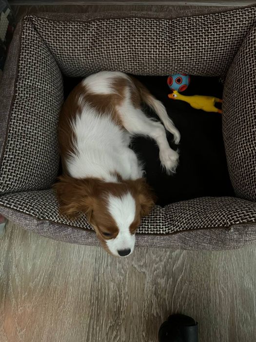 Кавалер Кинг Чарльз спаниель