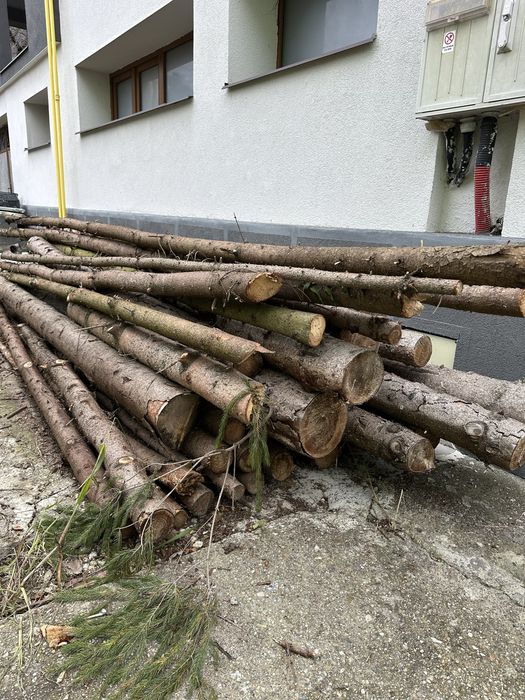 Vand busteni lemn de molid, brad