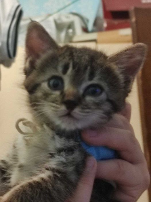 Домашние котята (2,5 месяцев. отдам в добрые руки)