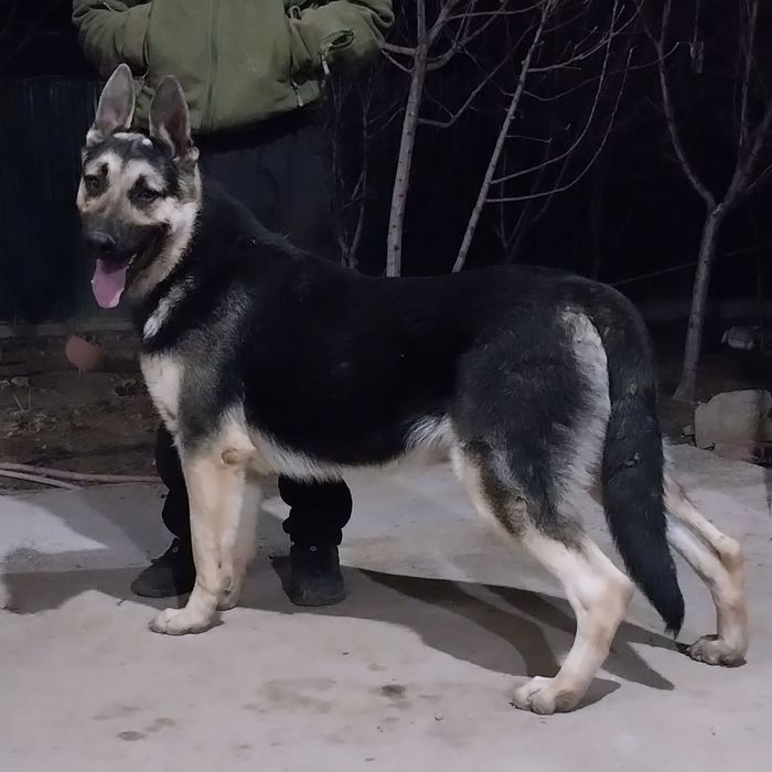 Восточно - европейские овчарки