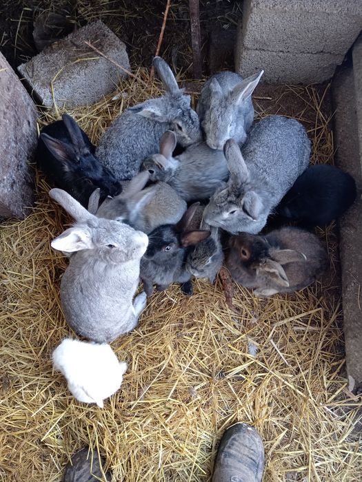 Куён хар хил порода