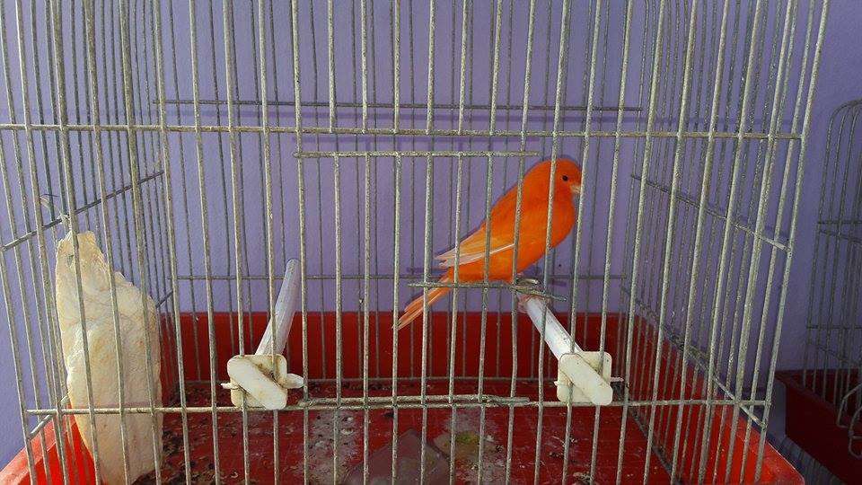 Canari de cantec si culoare