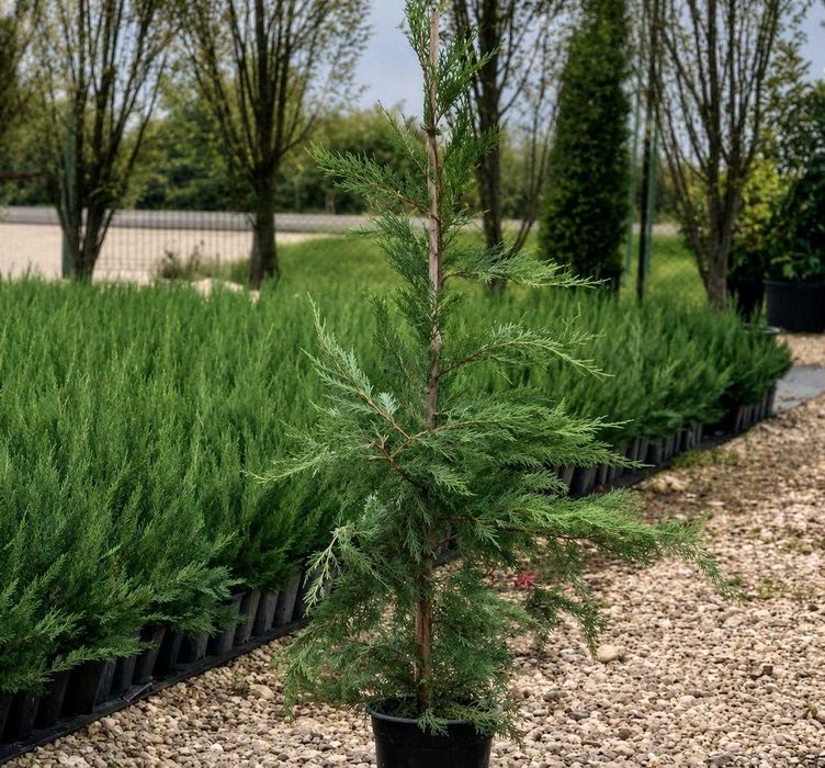 Gard Viu Leylandii - Creștere Ultra Rapidă - Producător ROMAN PLANTE ORNAMENTALE Timiș (Tormac)