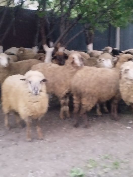 Бараны кой баран Кой продаётся.24/7