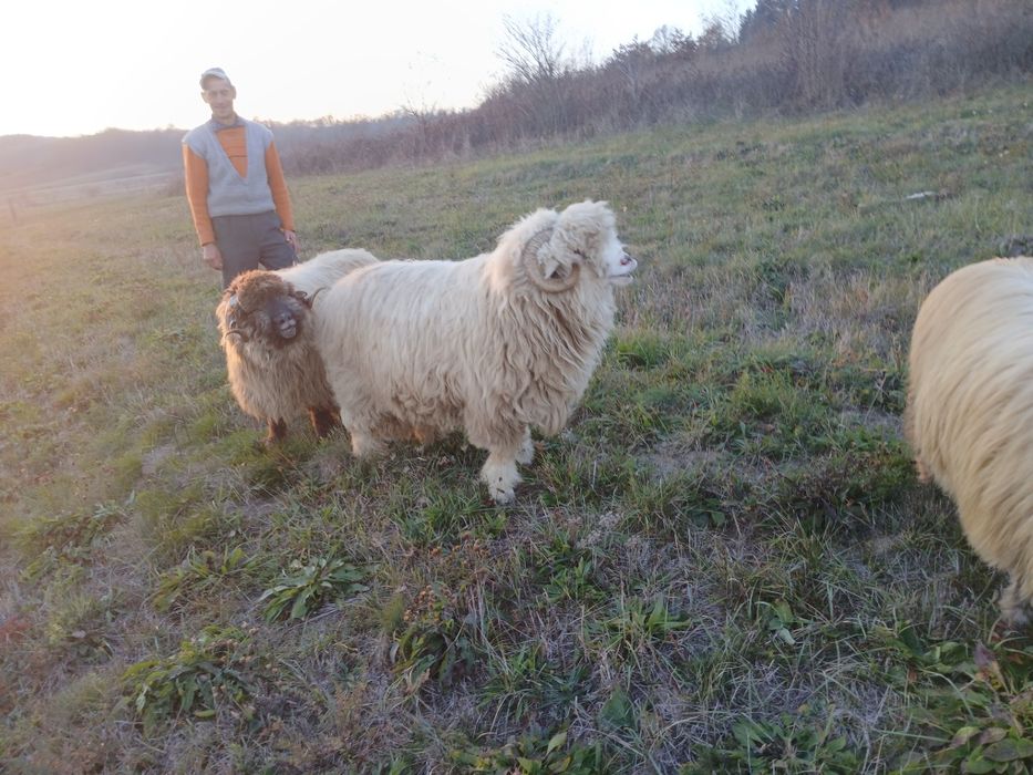 Vand Berbec Bal cu origine