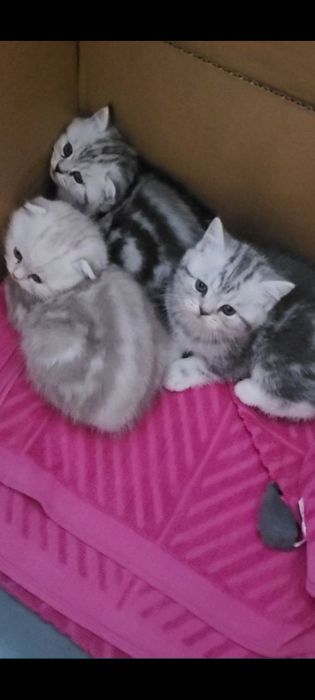 Шотландские котята