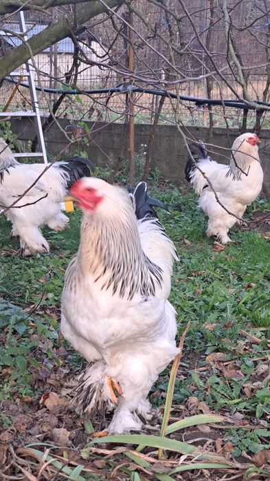 Vand Gaini și cocoși brahma diferite culori