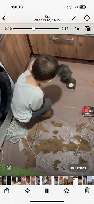Котенка  в хорошую руку отдается