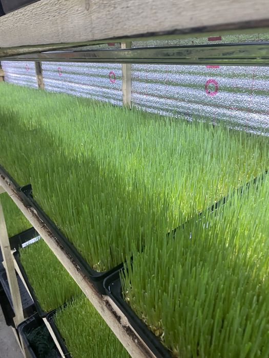 Подносы для гидропоника