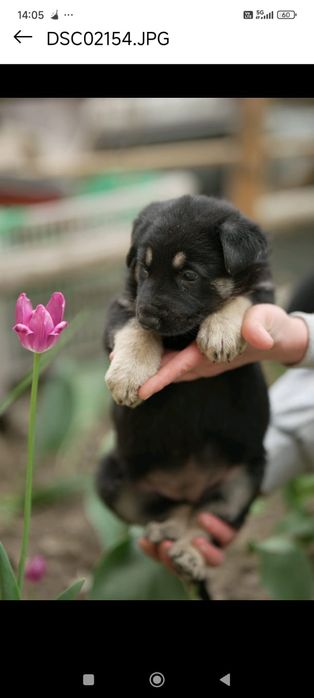 Щенки с документами