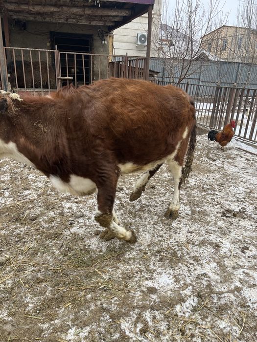 Семіз қысыр сиыр