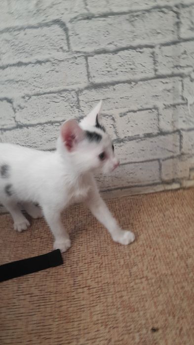 Котенок  даром дам