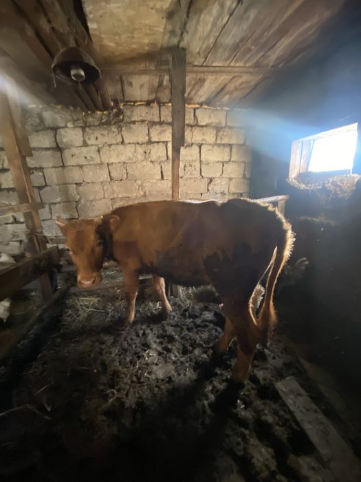 Продам телочку .