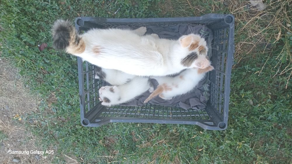 Donez mama pisica plus 3 puiuti