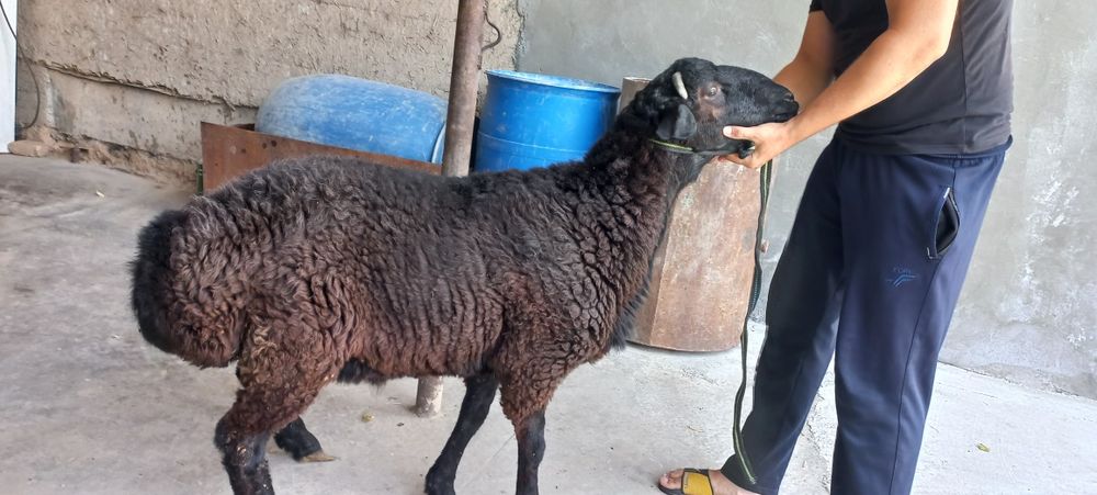 Кучкор сотилади суйиб берамиз 130 мингдан кг