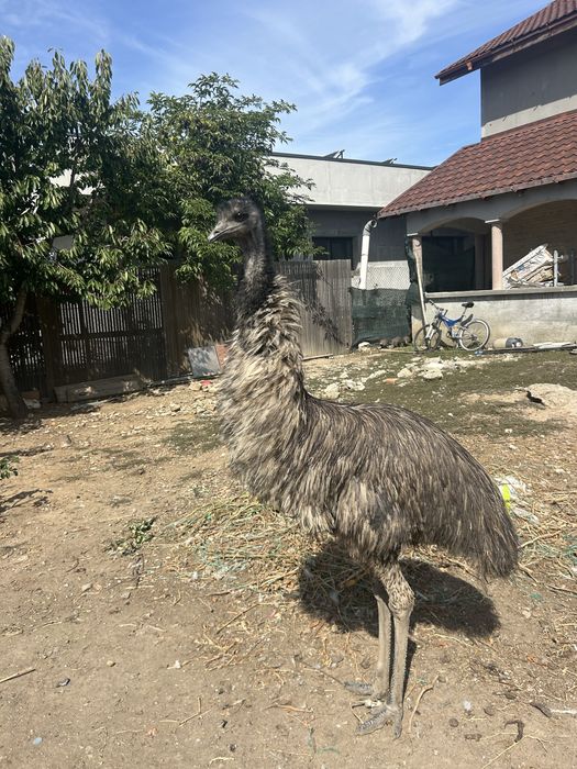 Păsări Emu de vânzare