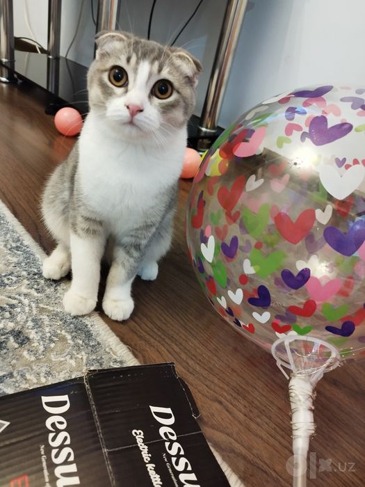 Скоттиш фолд киз