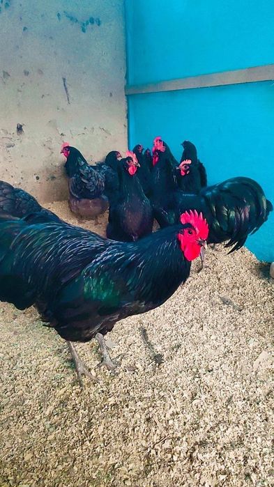 Астролог тоза зотли товух тухум хамда жужаларига заказ оламиз