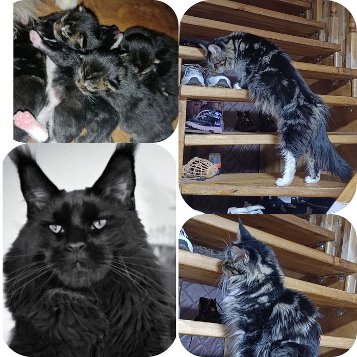 котята Мейн Кун 65 тыс.