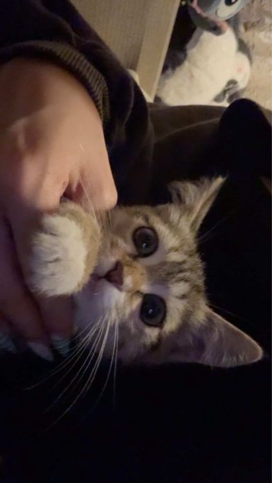 Отдам котеночка в добрые руки
