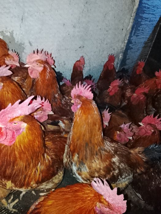 Продам петухов кучинских