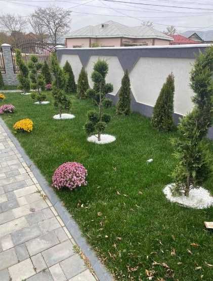 Gazon Rulou, Sisteme de irigare Plante Ornamentale