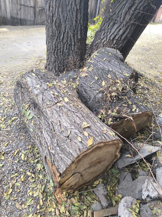 Ствол дерева на мебель