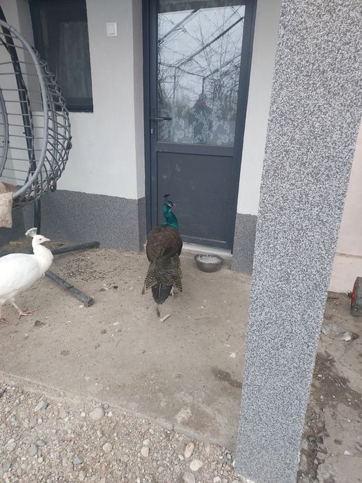 Vând familie de păuni