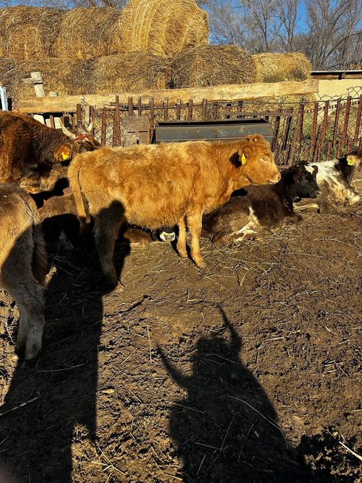 Продам телят ...