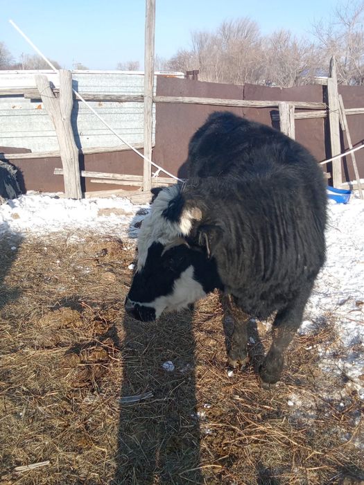 Еркеккк ургашыыы