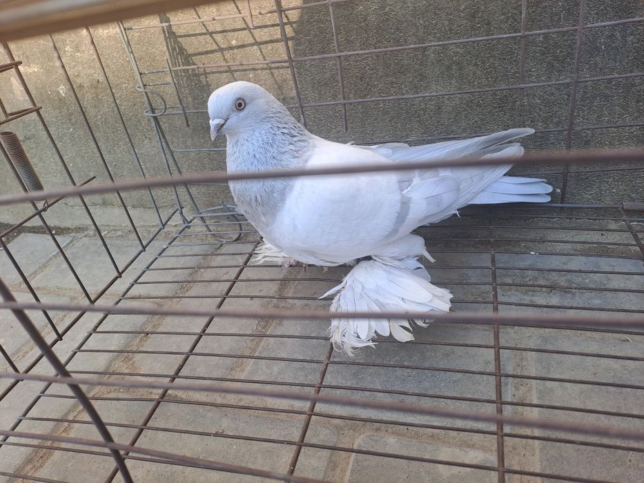 Голубь пппельный