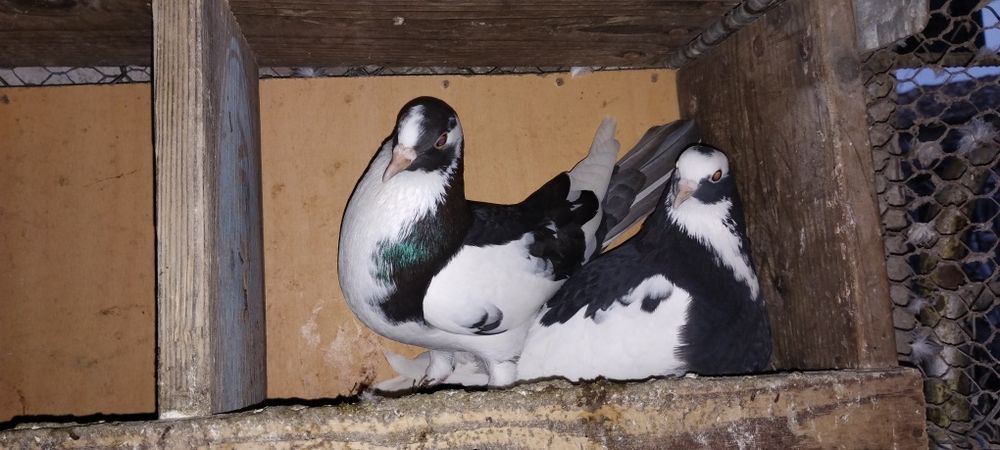 Чифтове Кемани,Серами, Копринки.Яйца за люпене.Зайчета и морски свинче