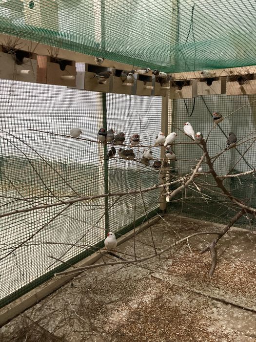 Амадинка сотиладим