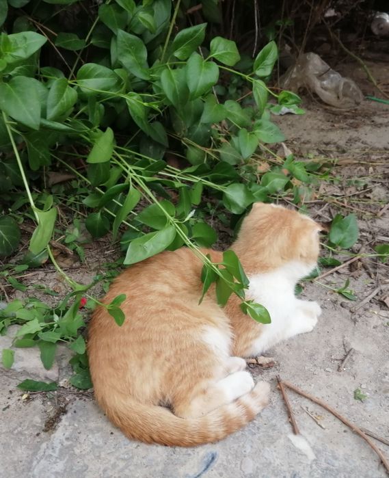 Продаются коты. Порода скотиш-фолд