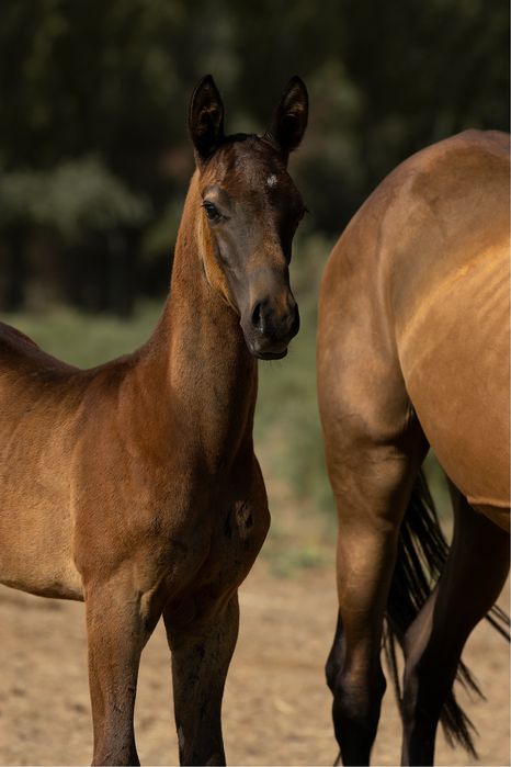 Ахалтекинские жеребята