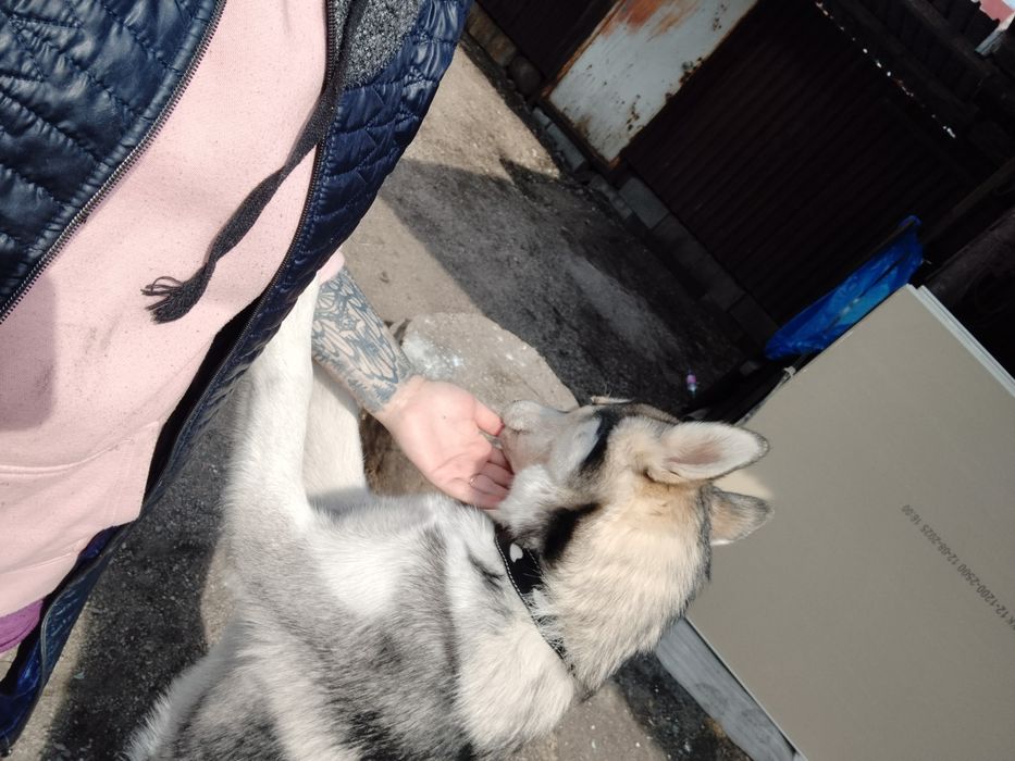 Хаски девочка, 6 месяцев