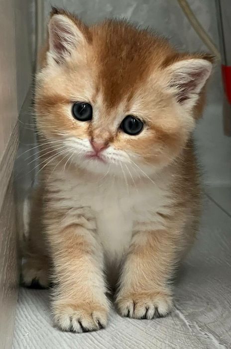 Продается чистокровная золотая шиншилла девочка