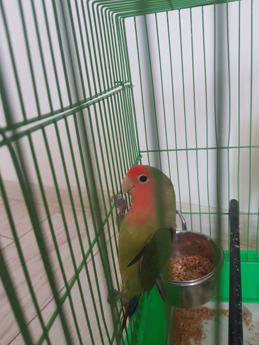 Agapornis si peruș de vânzare