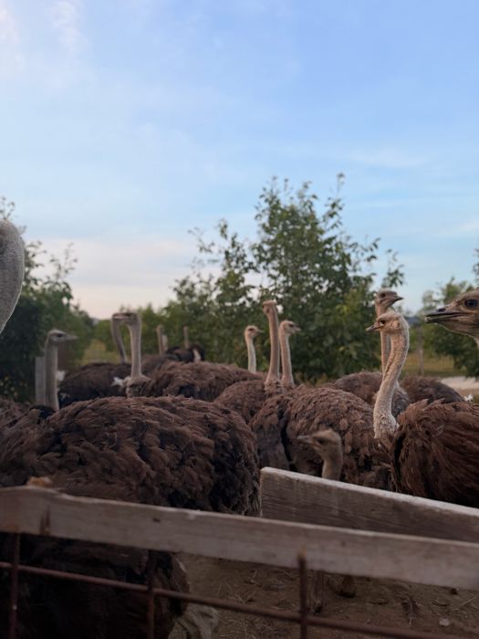 Struți africani de vânzare – sănătoși și bine întreținuți