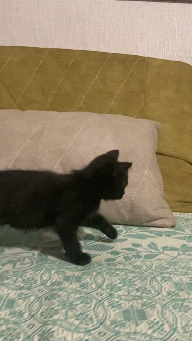 Отдам котёнка в добрые руки