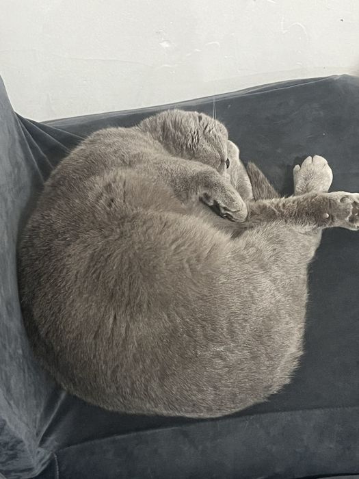 Отдам кошку в хорошие руки