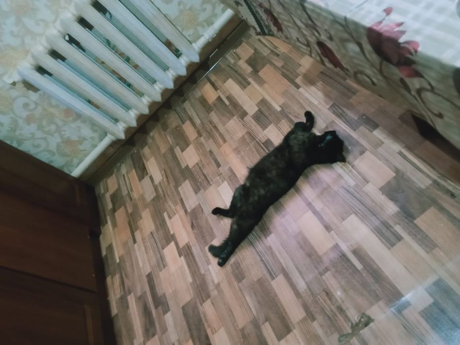 Срочна мысык берем