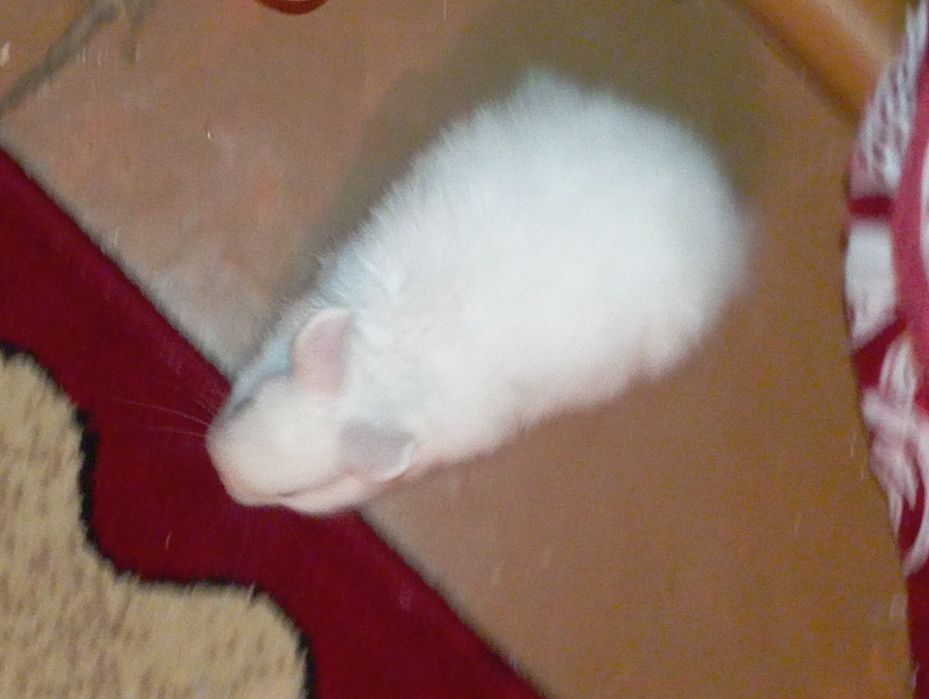 Продам кролика домашнего срочно!!!