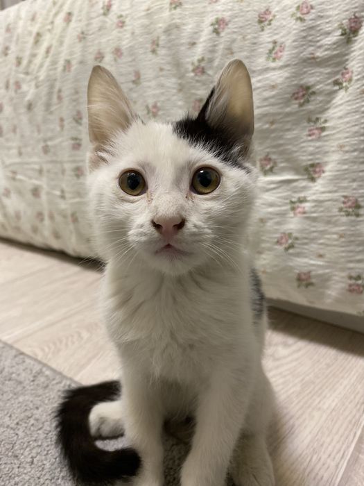 Котик продается добрым людям