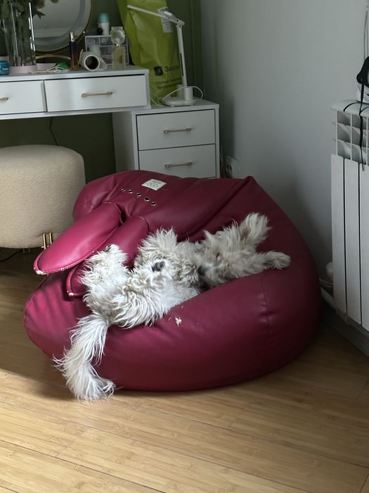 Мальтипу в хорошие добрые руки