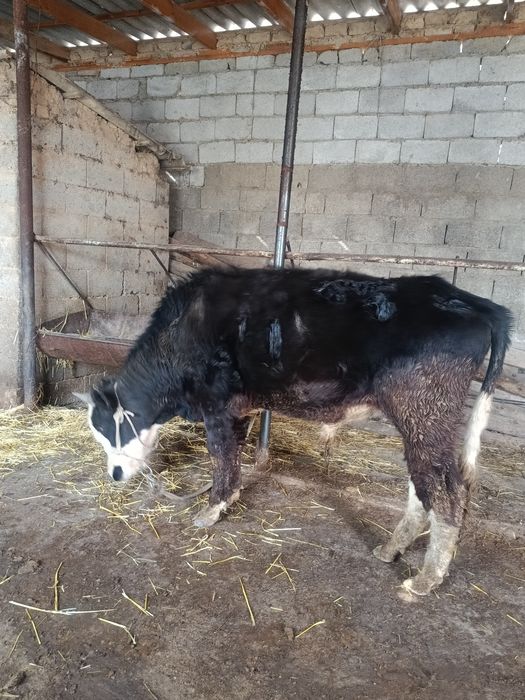 Еркек буқа сатылады