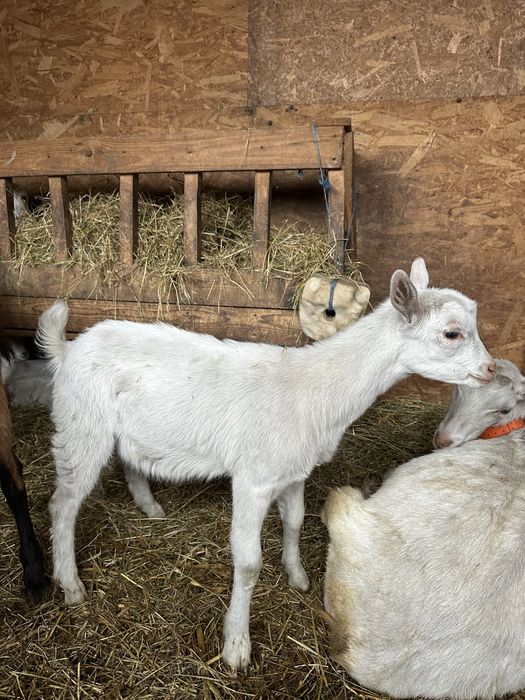 Tapusori saanen diferite varsta