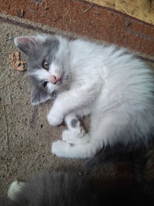 Подарявам котенца